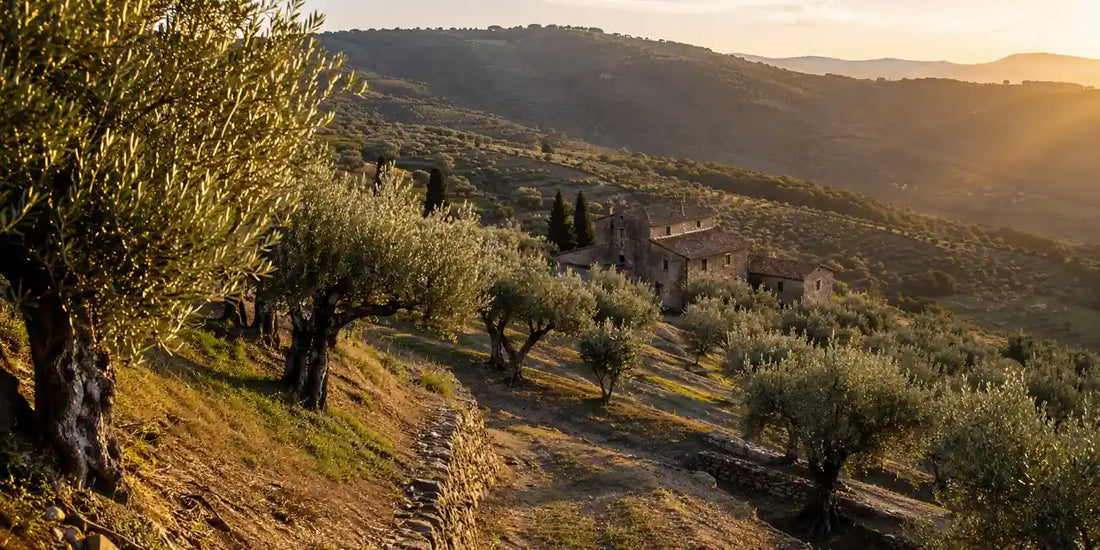 Terraced hillside olive grove of gnarled silver-leaved trees above a small stone farmhouse in golden evening light