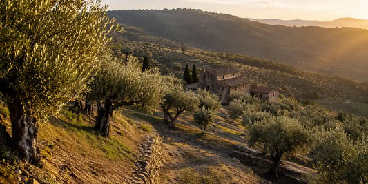 Terraced hillside olive grove of gnarled silver-leaved trees above a small stone farmhouse in golden evening light