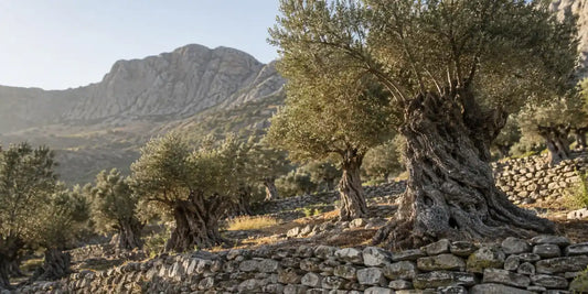 Terraced hillside of ancient olive trees above a dry-stone wall with bare rocky mountains behind in warm light