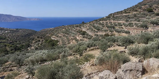 Terraced Cretan hillsides of small silver-leaved olive trees running down towards a distant blue sea