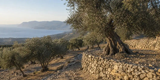 Terraced hillside olive grove of old silver-green trees above a distant blue coastline in warm late daylight