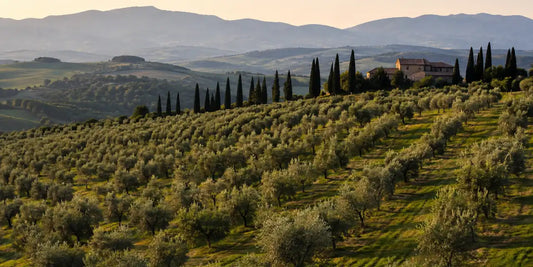 Rolling Tuscan hills with rows of old olive trees and dark cypresses in soft golden late-afternoon light