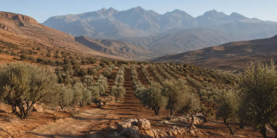 Terraced olive groves along a wide valley floor beneath hazy blue mountain ridges in warm afternoon light