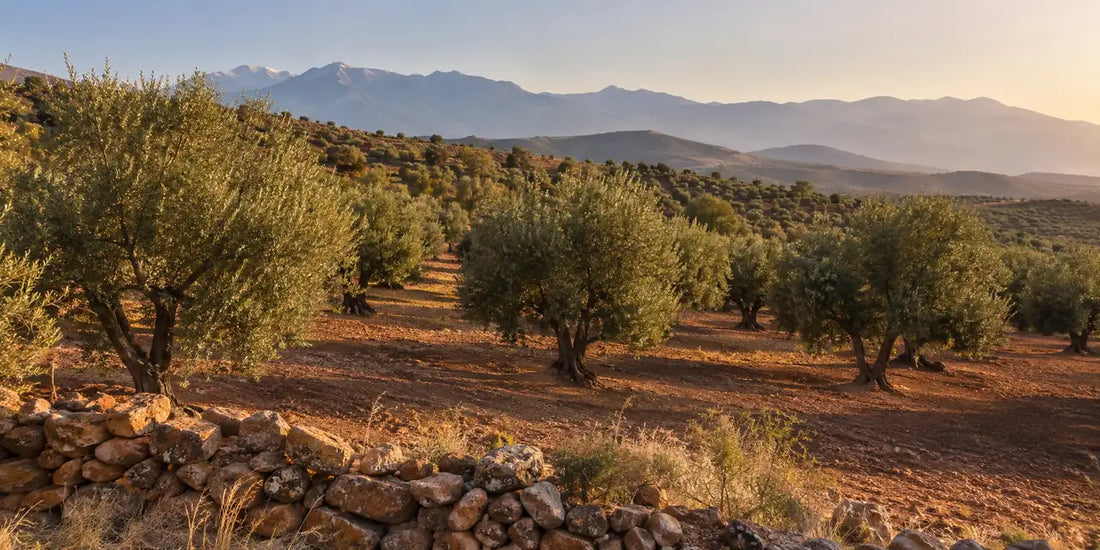 Rows of silver-green olive trees on reddish earth in Moroccan foothills with a stone wall and hazy mountains at golden hour