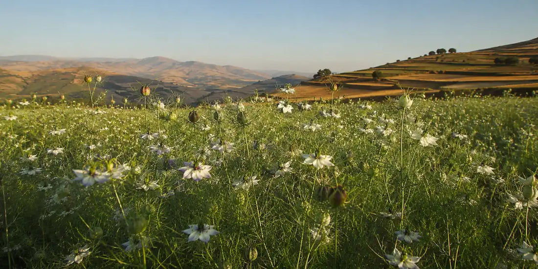 Slender Nigella sativa plants with pale flowers across a highland field under an open sky in warm light