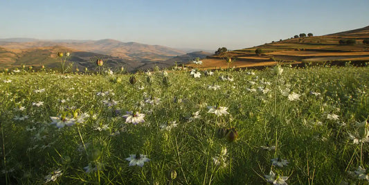 Slender Nigella sativa plants with pale flowers across a highland field under an open sky in warm light