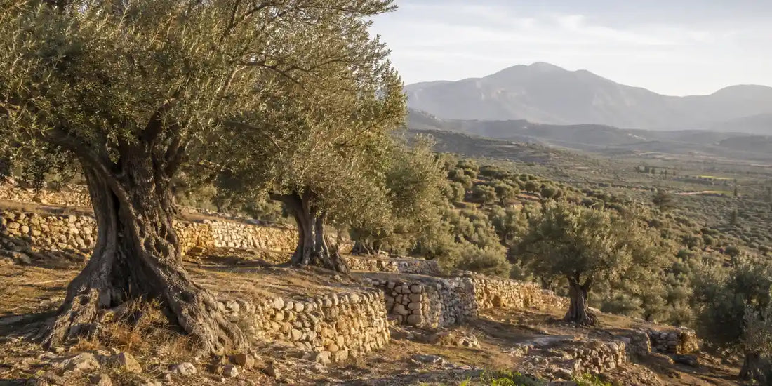 Terraced Greek olive grove on a hillside with old silver-leaved trees, dry stone walls and hazy mountains