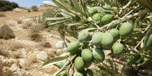 Cluster of hard green olives on a dusty branch above stony arid ground in bright sunlight