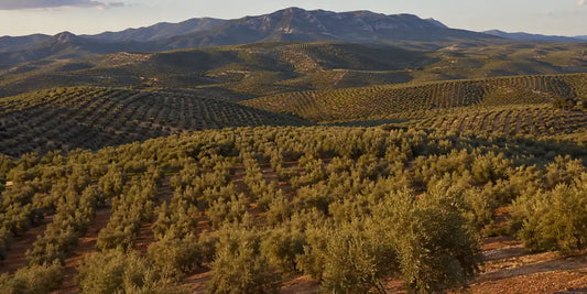 Endless rows of olive trees over red-earth hills in southern Spain with mountains on the horizon