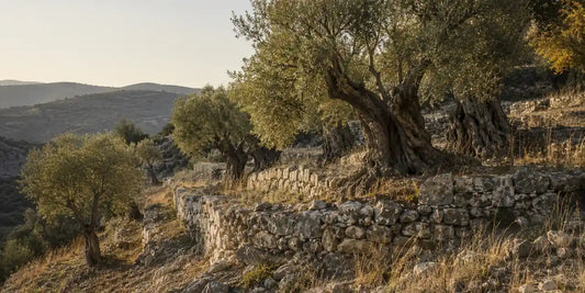 Ancient terraced olive grove on a limestone hillside with dry-stone walls and silvery trees in autumn light