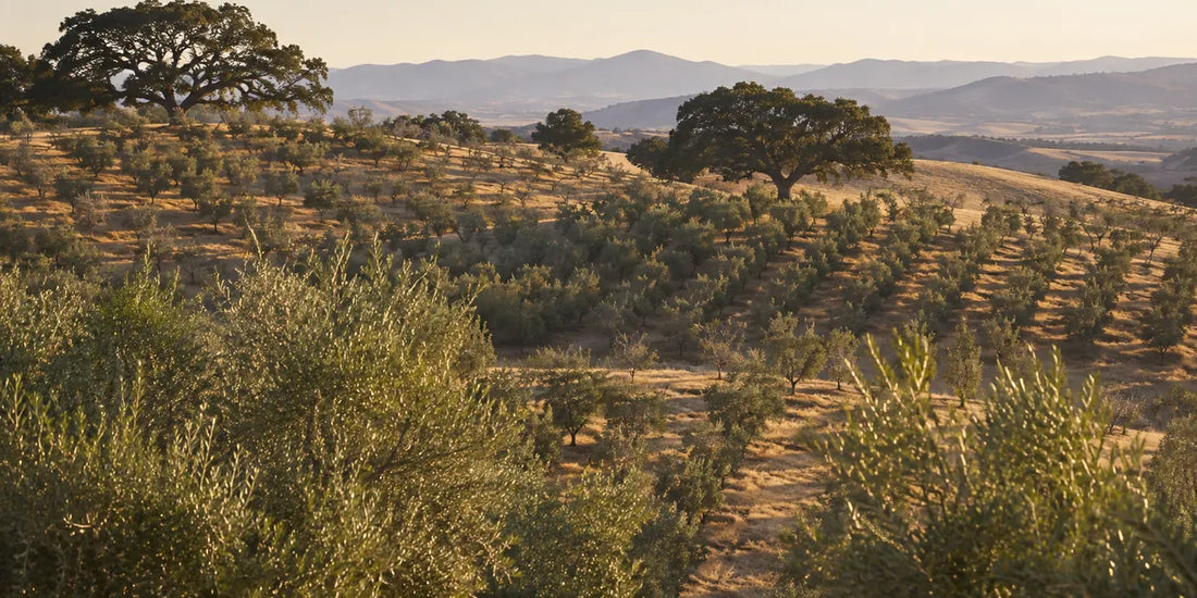 Rolling Californian hillside planted with rows of olive trees, dry golden grass and oaks in warm evening light