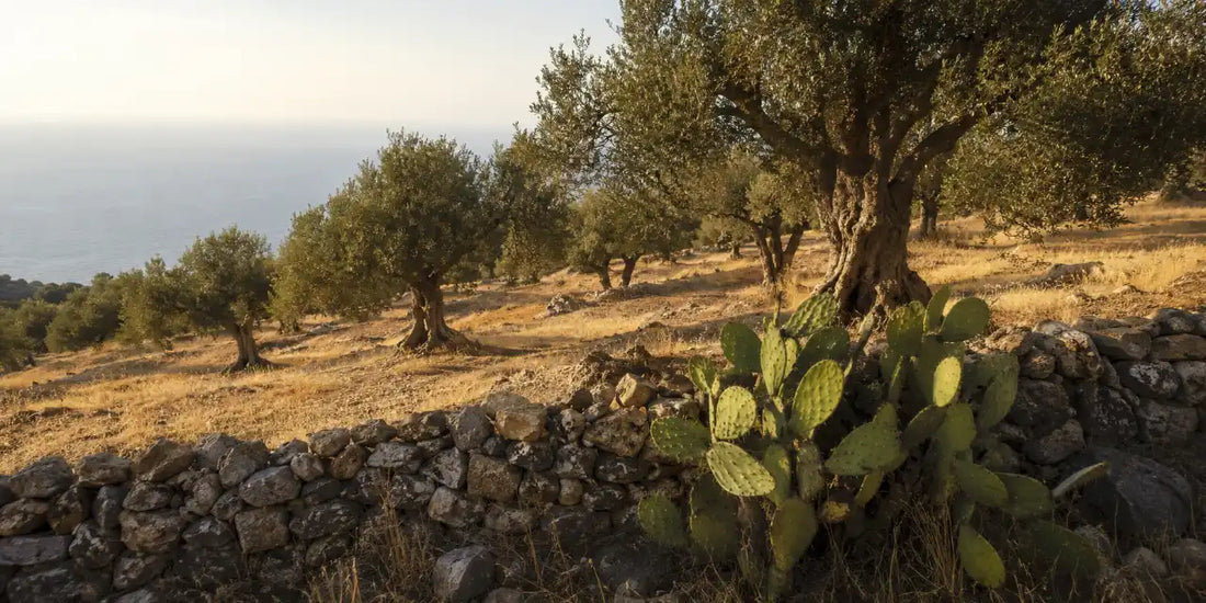 Old olive trees on dry terraced ground behind a low stone wall with prickly pear and distant sea