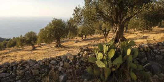 Old olive trees on dry terraced ground behind a low stone wall with prickly pear and distant sea