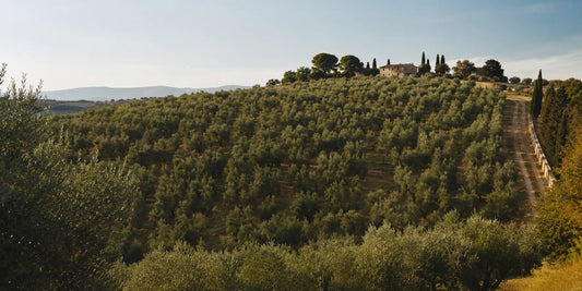 A single contained olive grove of mature trees on a gently sloping estate hillside in warm afternoon light