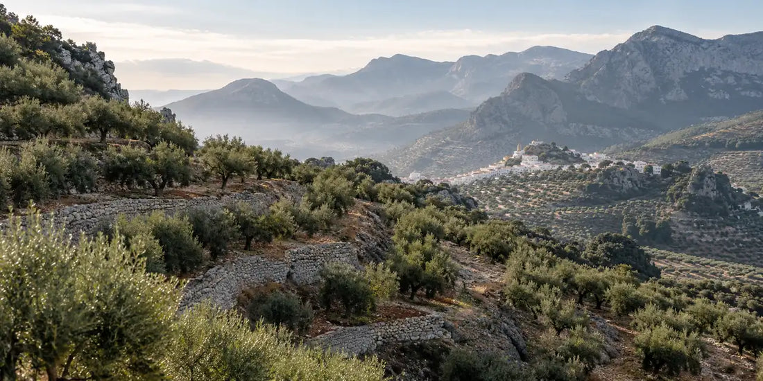 Terraced olive groves on pale limestone hills in the Sierras Subbéticas with a white village below grey peaks