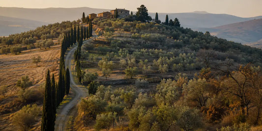 Terraced Tuscan olive groves on a hillside with cypress trees and a distant stone farmhouse in autumn light